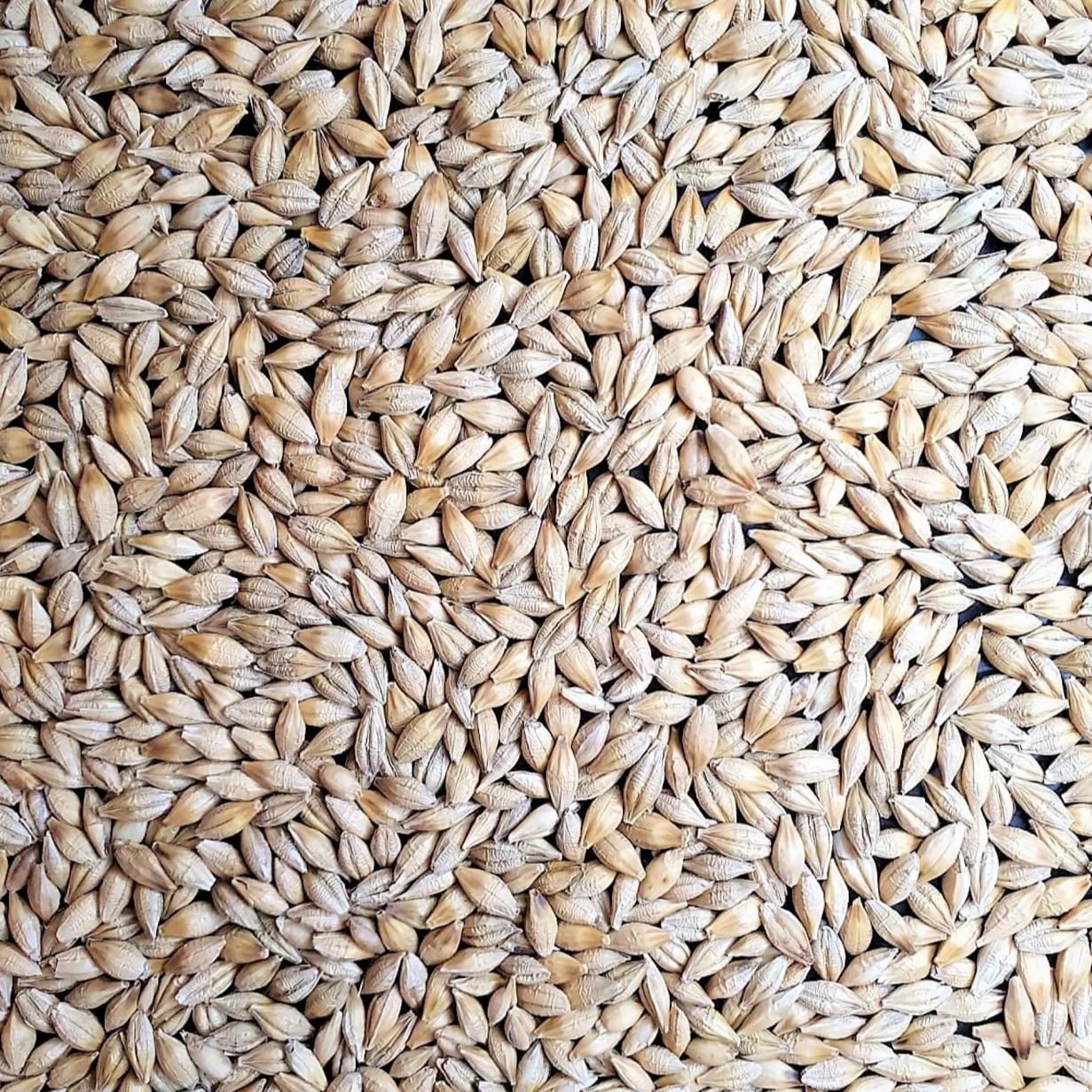 Sparticus barley seed