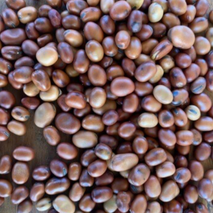 Beans seed