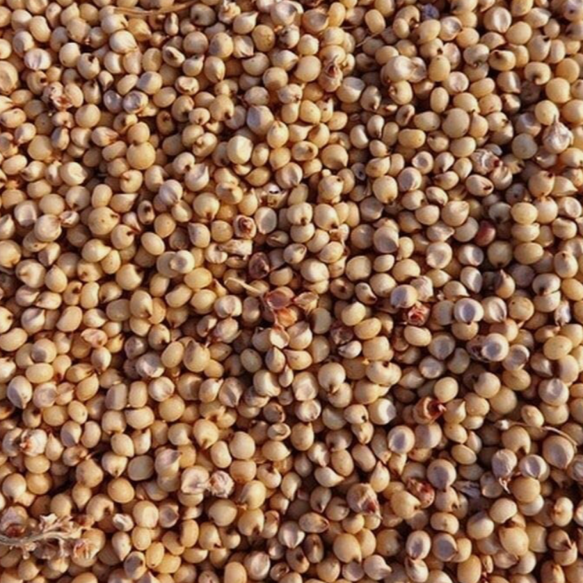 Sweet sorghum sugar drip seed