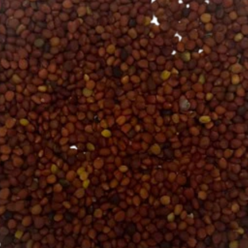 Arrowleaf clover seed