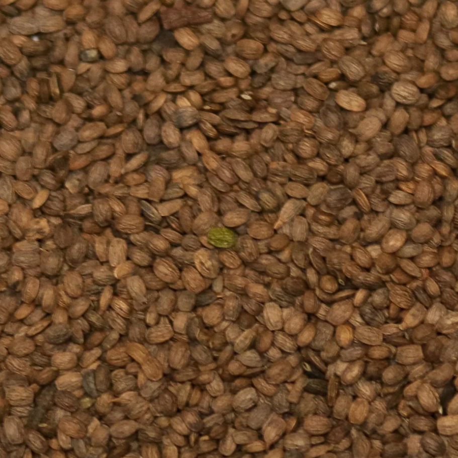 Serradella seed