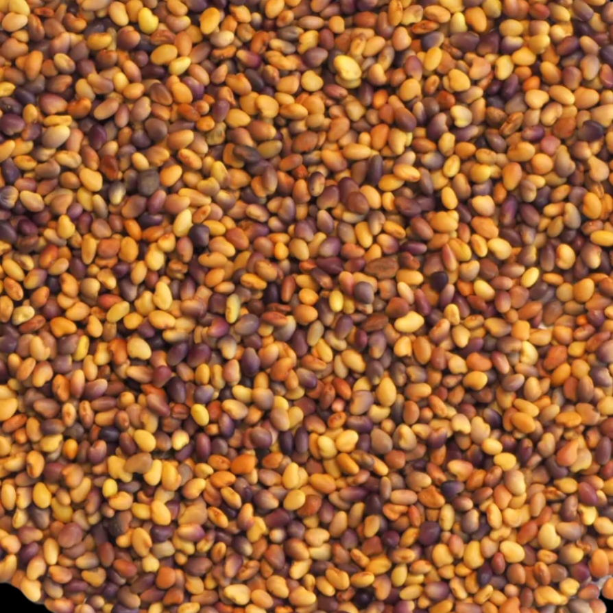 Red clover seed