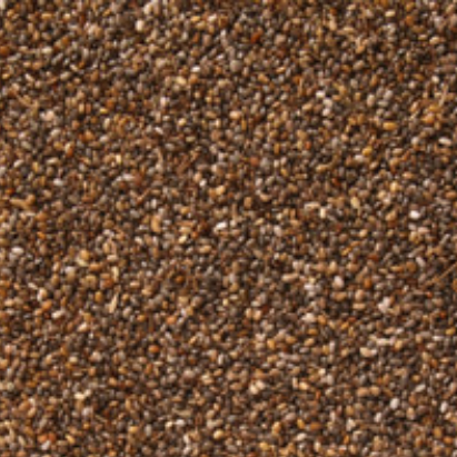 Teff Grass seed