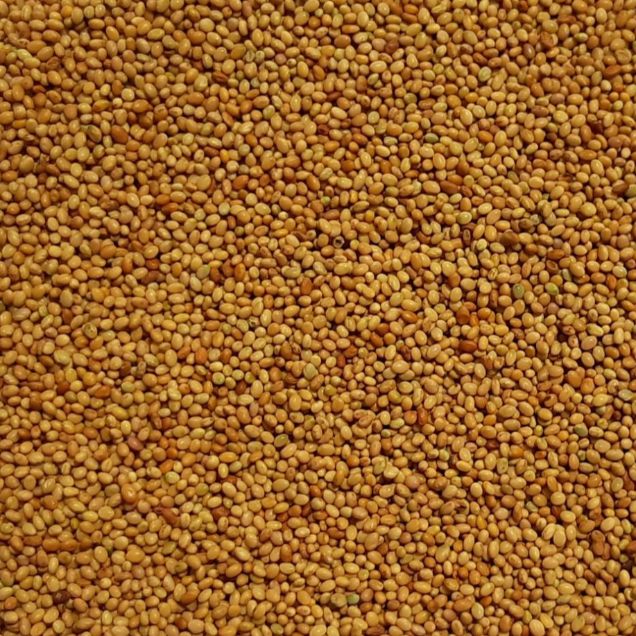 Crimson clover seed