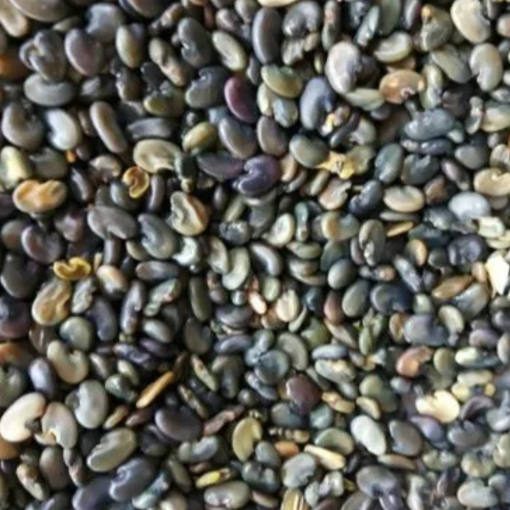 Sunn Hemp seed