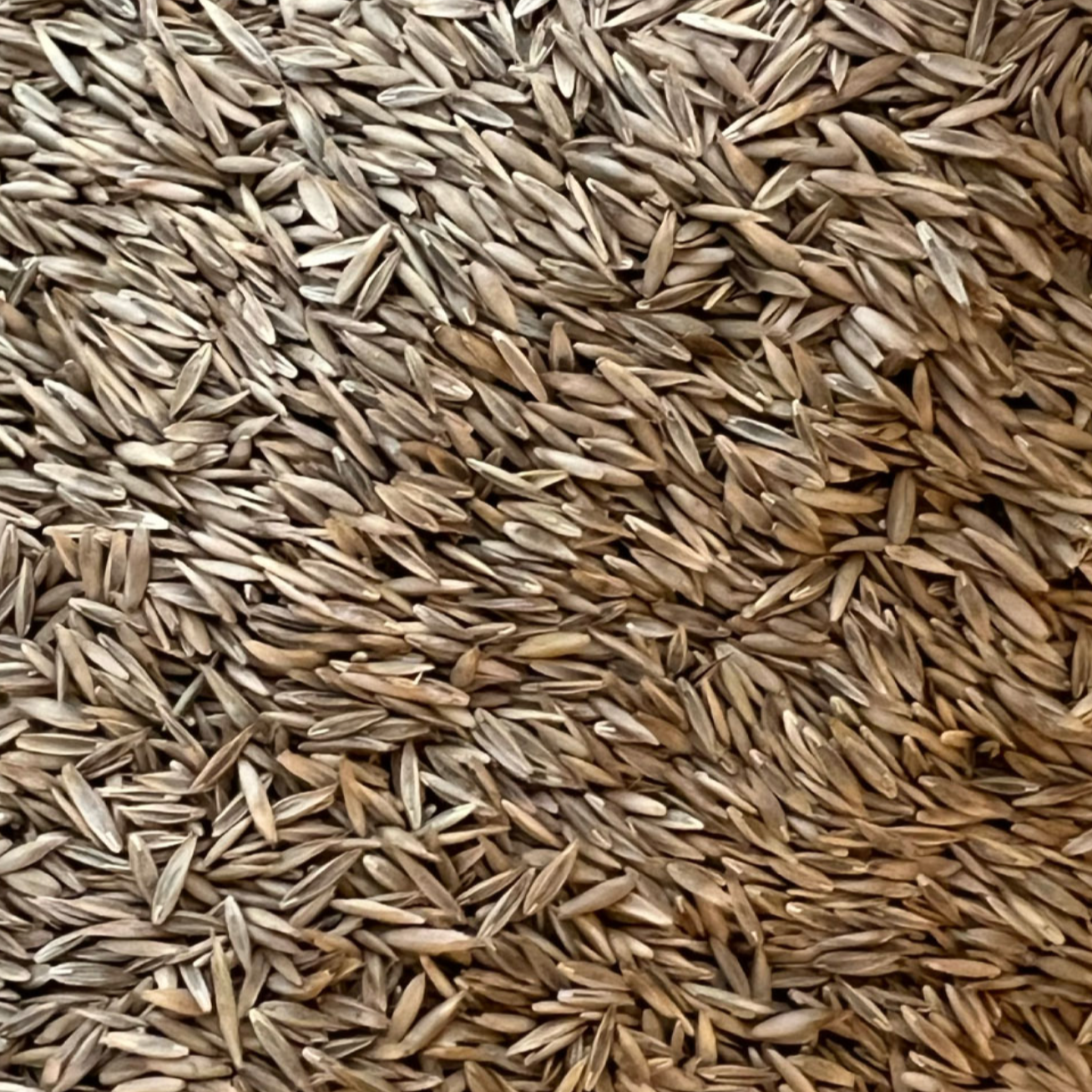 Fescue seed