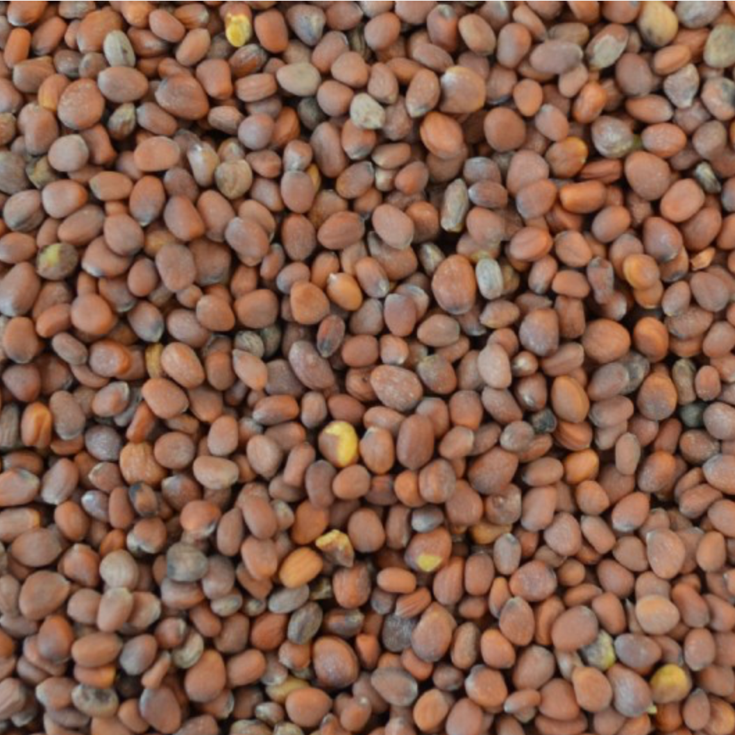 Radish Seed