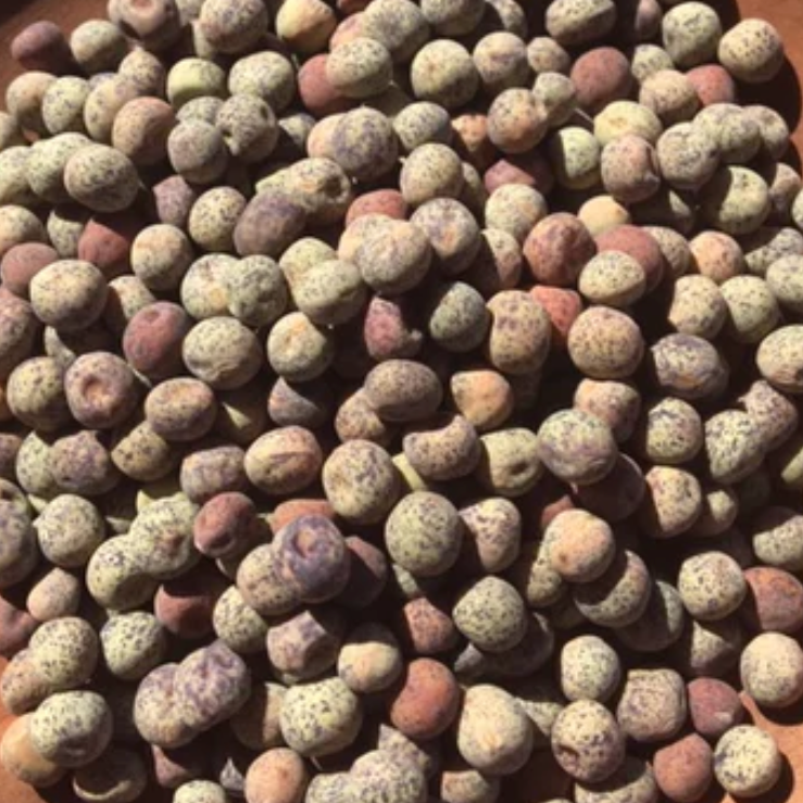 Field pea seed