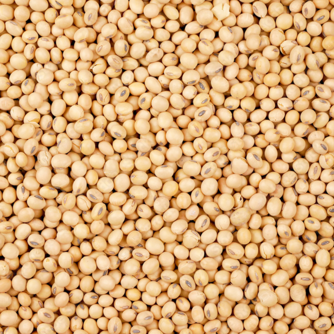 Soybean seed