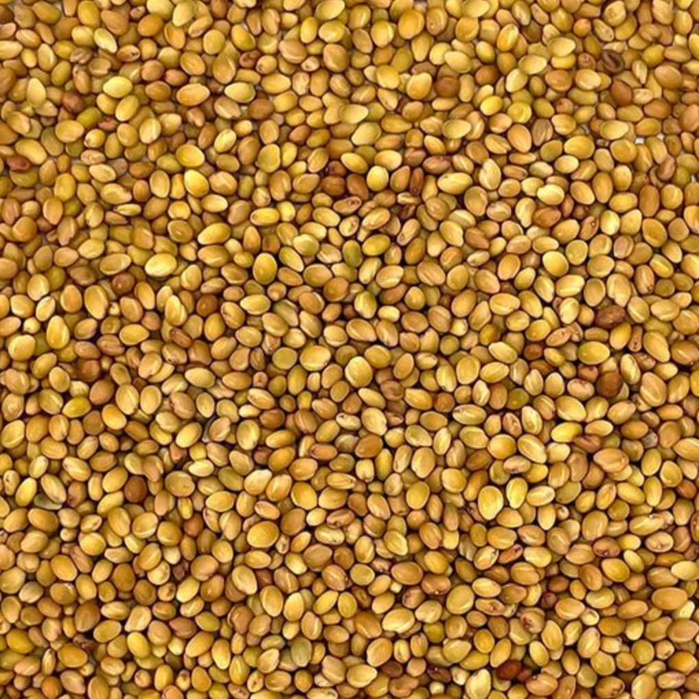 Sub clover seed