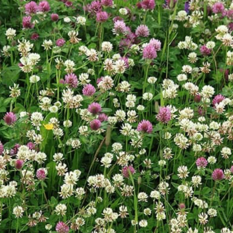Clover pasture