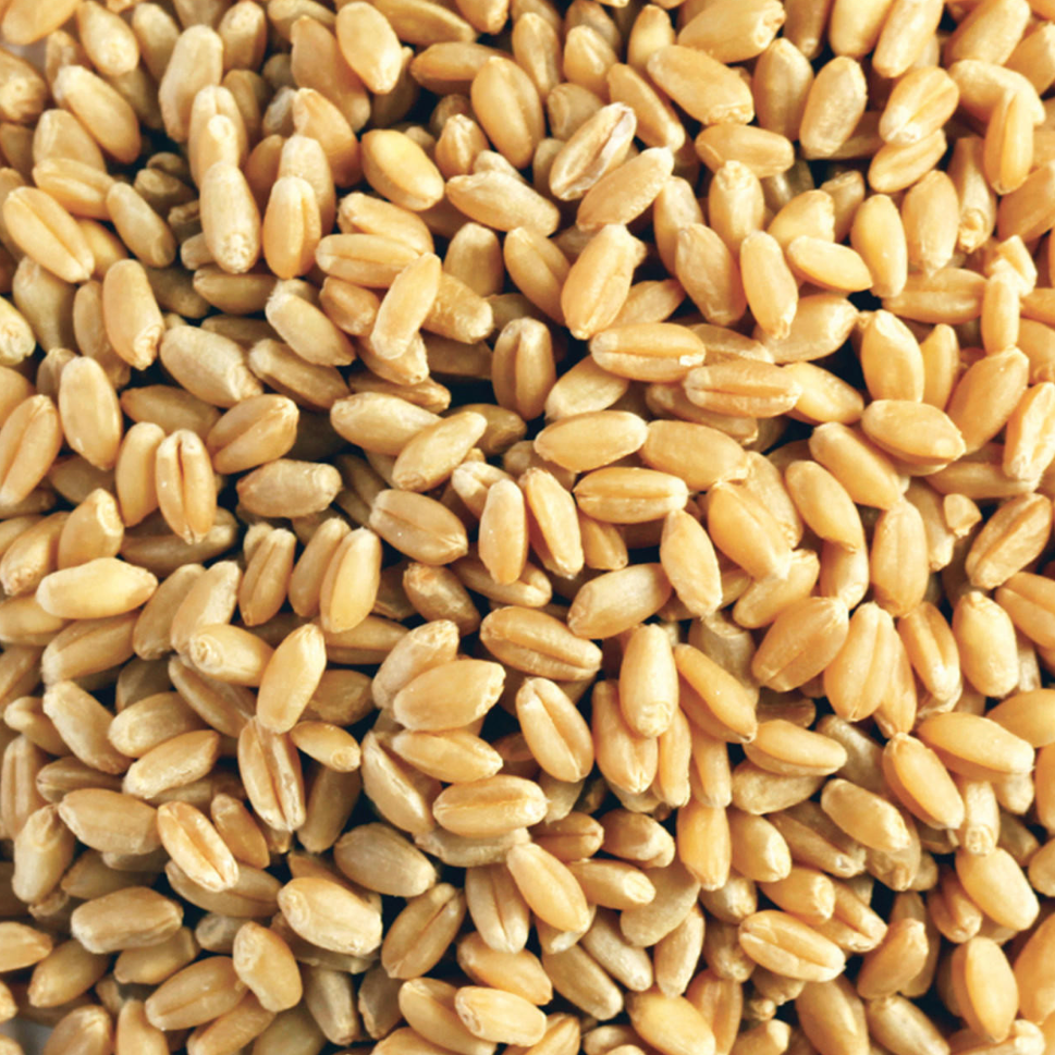 hard wheat seed