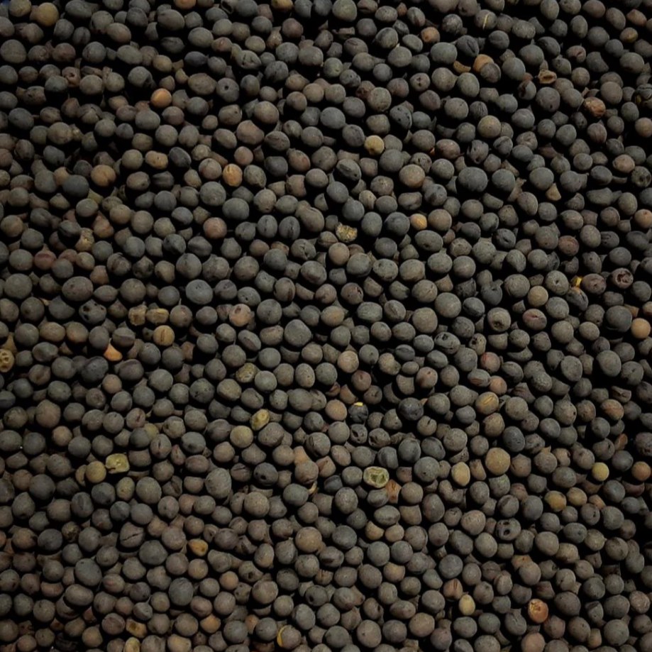 Common vetch seed