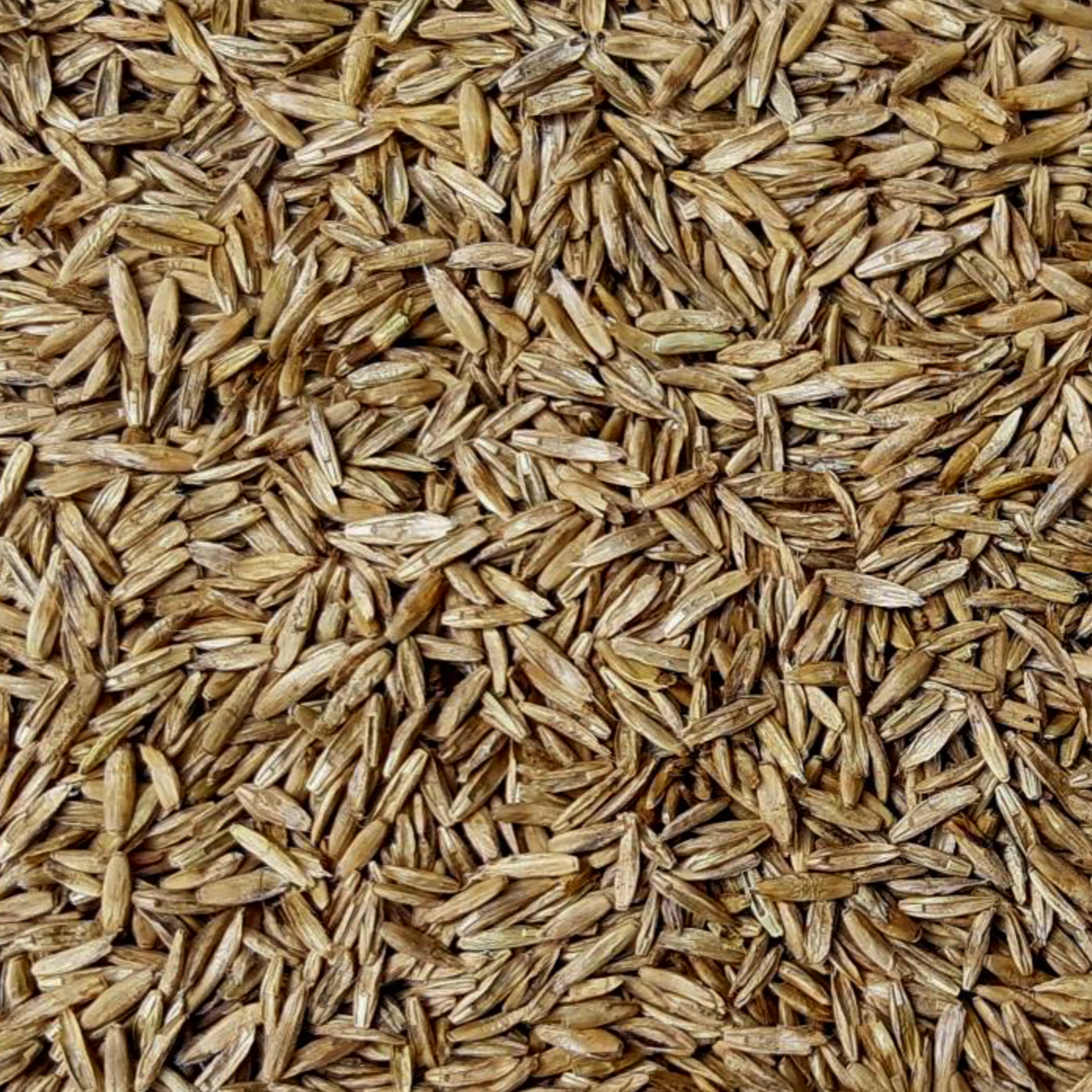 Annual Ryegrass seed