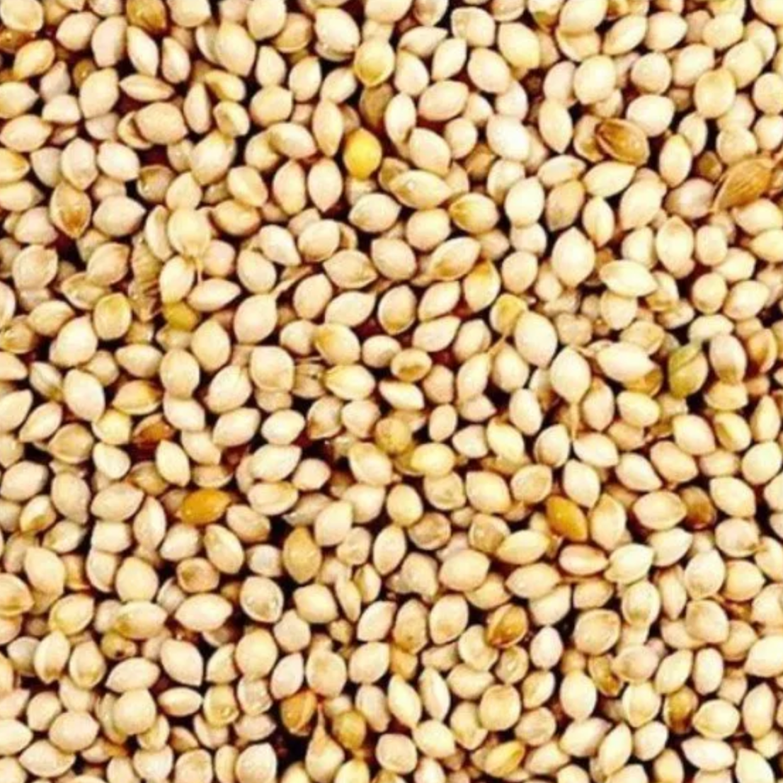 millet seed