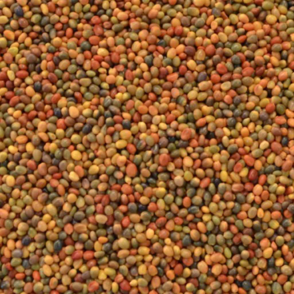 Persian clover seed
