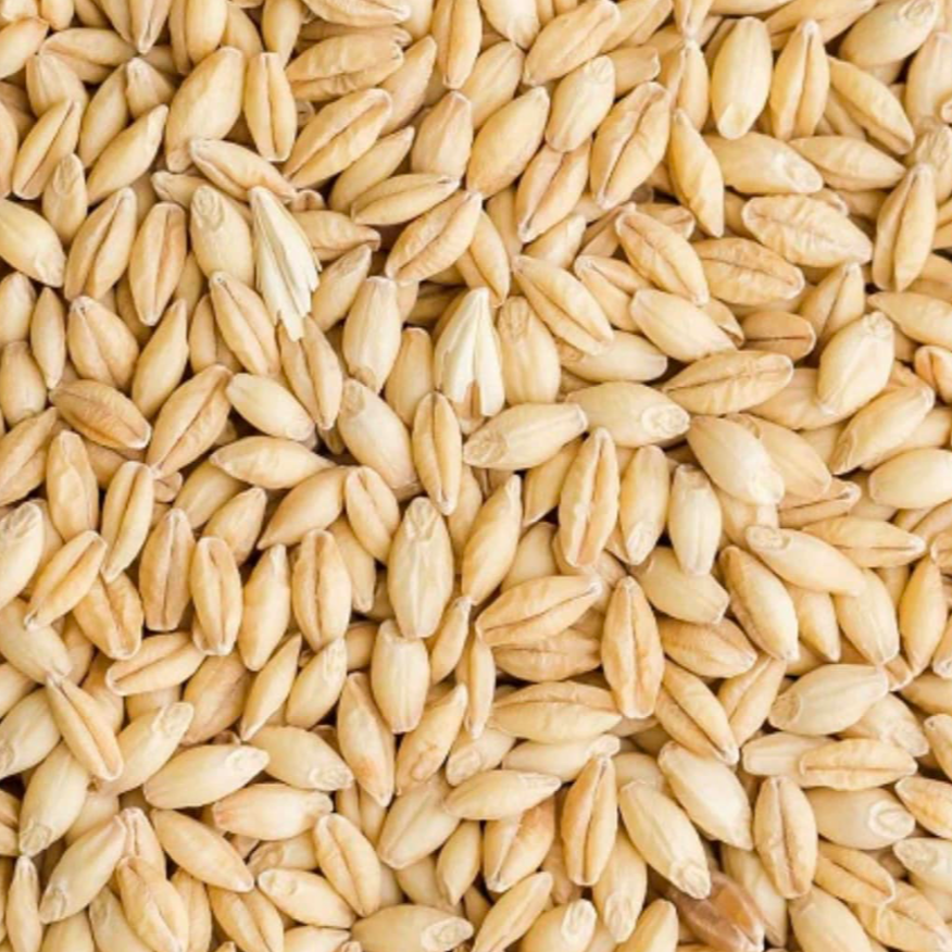 Moby barley seed