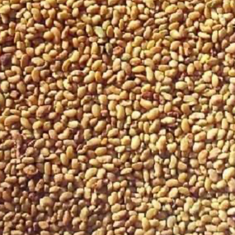 Lucerne seed