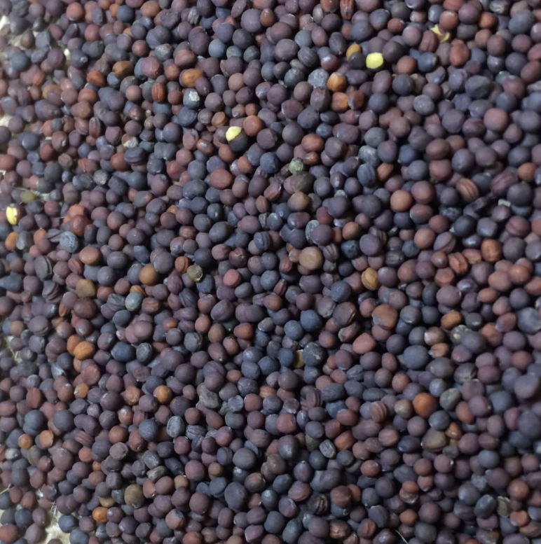 Mammoth Purple Top Turnip