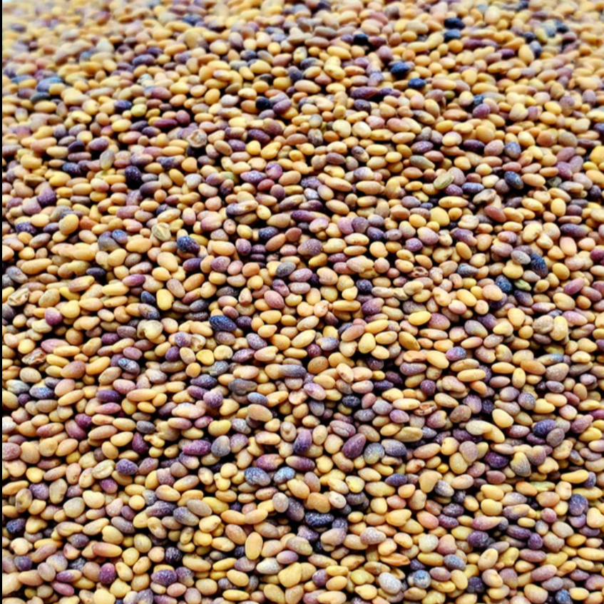 Clover seed