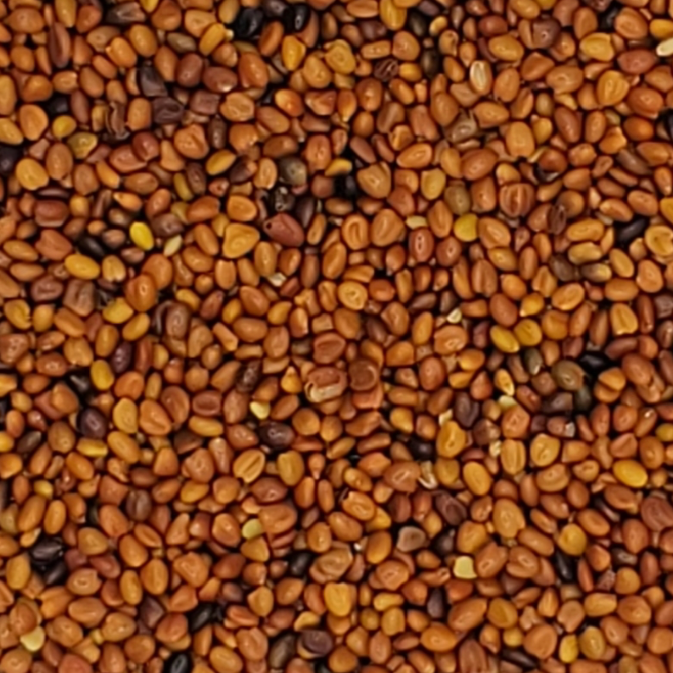 Balansa clover seed