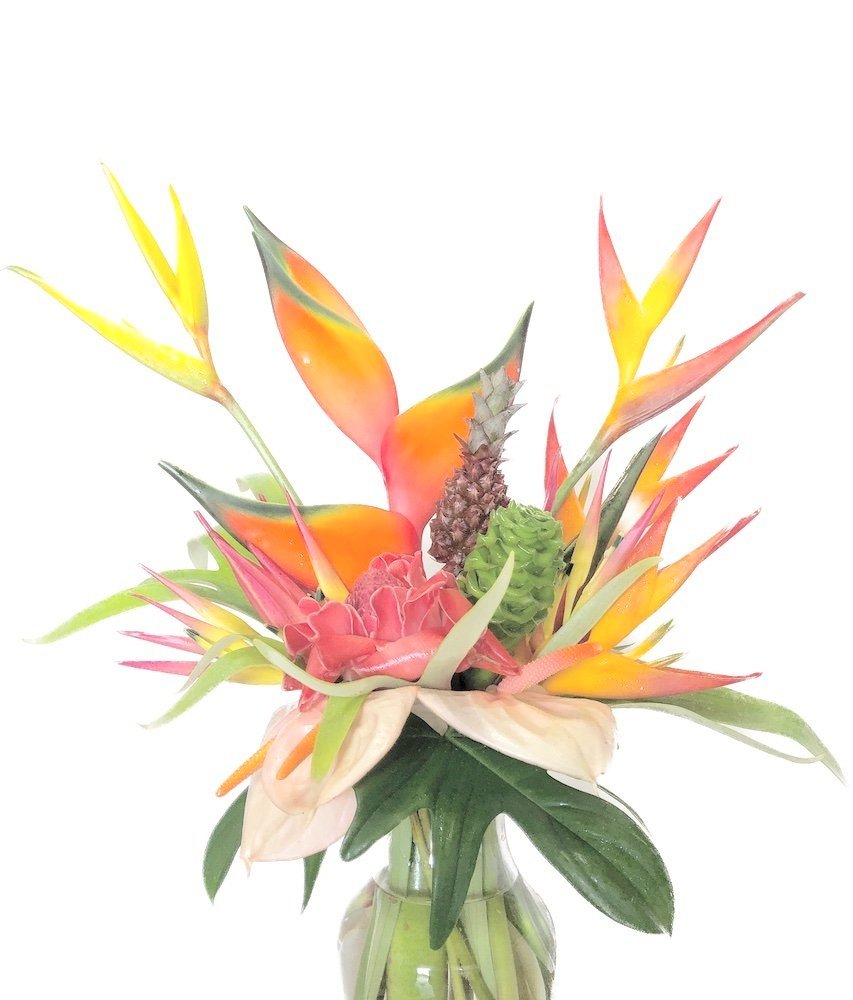 Medium Tropical