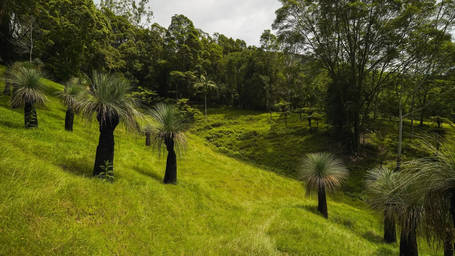 Grass Trees — Heritage Acres