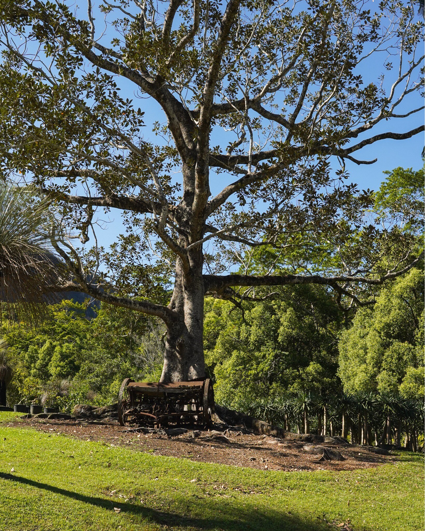 Rustic charm meets natural beauty at our tree farm, where dragon trees stand tall behind a weathered wagon at Heritage Acres 🌳 

Contact us to learn about our Dragon Trees.

#heritageacres #treefarm #maturetreefarm #exotictreefarm #currumbinvalley #