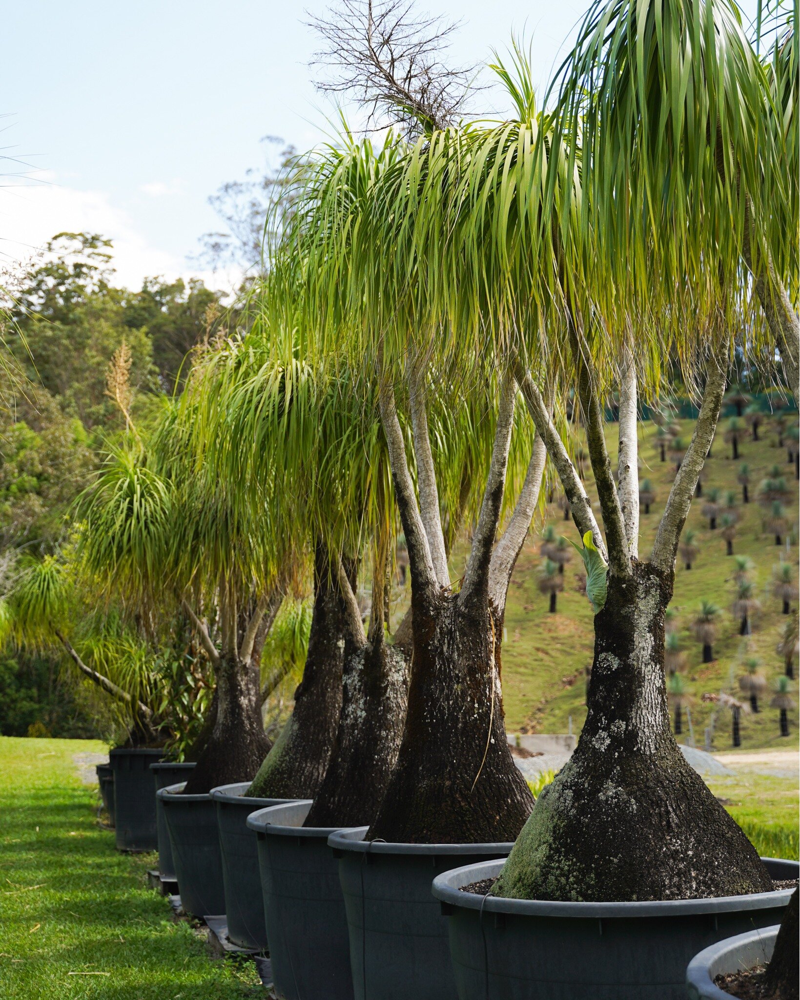 Elevate your landscaping with the graceful charm of the Ponytail Palm, a touch of exotic elegance for your outdoor space 🌳 

#heritageacres #treefarm #maturetreefarm #exotictreefarm #currumbinvalley #currumbin #trees #nursery #treenursery #nurserytr