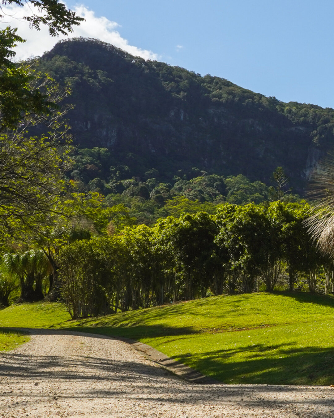 Swipe to explore Heritage Acres 🌳 

#heritageacres #treefarm #maturetreefarm #exotictreefarm #currumbinvalley #currumbin #trees #nursery #treenursery #nurserytrees #queenslandnursery #queenslandtrees #treesforsale #maturetreesforsale #exploretheacre