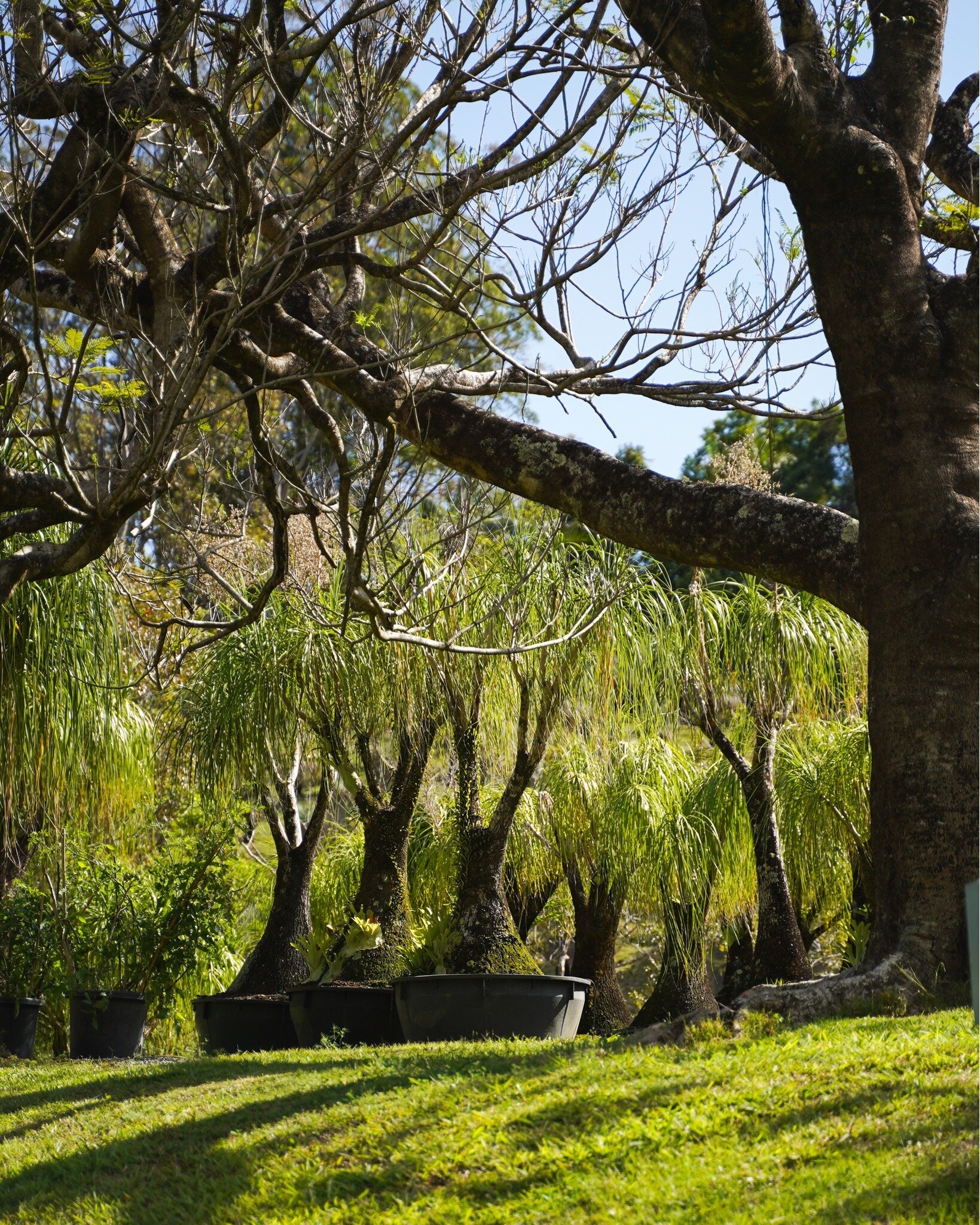 Visit our website to explore our range of Pony Tail Palms 🌳 

#heritageacres #treefarm #maturetreefarm #exotictreefarm #currumbinvalley #currumbin #trees #nursery #treenursery #nurserytrees #queenslandnursery #queenslandtrees #treesforsale #maturetr