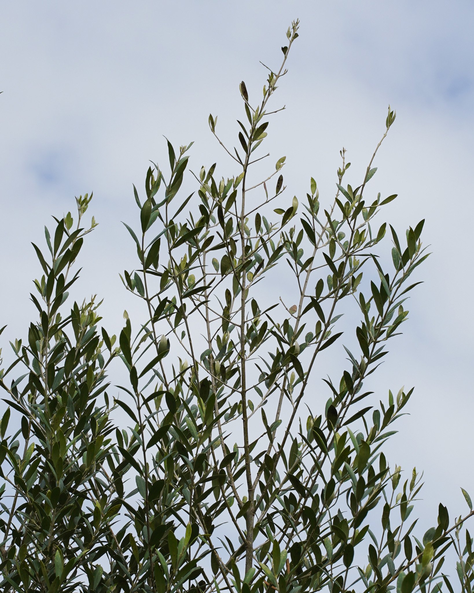 Bring a touch of the Mediterranean to your space with the silvery green beauty of our Olive Trees 🌳✨

#heritageacres #treefarm #maturetreefarm