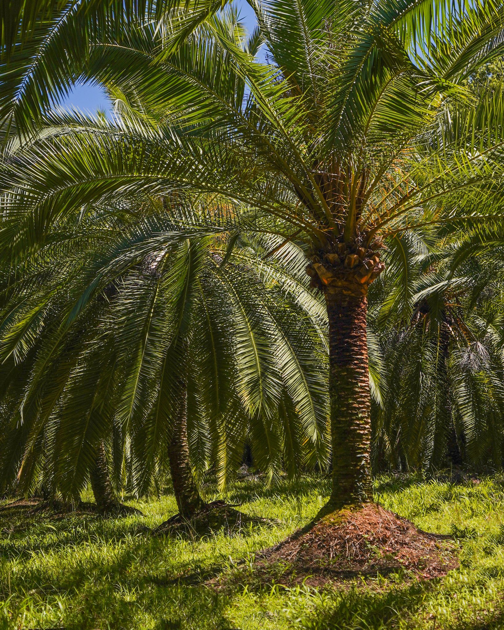 The Phoenix Rupicola adds an elegant tropical feel with its soft, arching fronds and slim trunk &ndash; perfect for creating a resort-style vibe 🌴

#heritageacres #treefarm #maturetreefarm