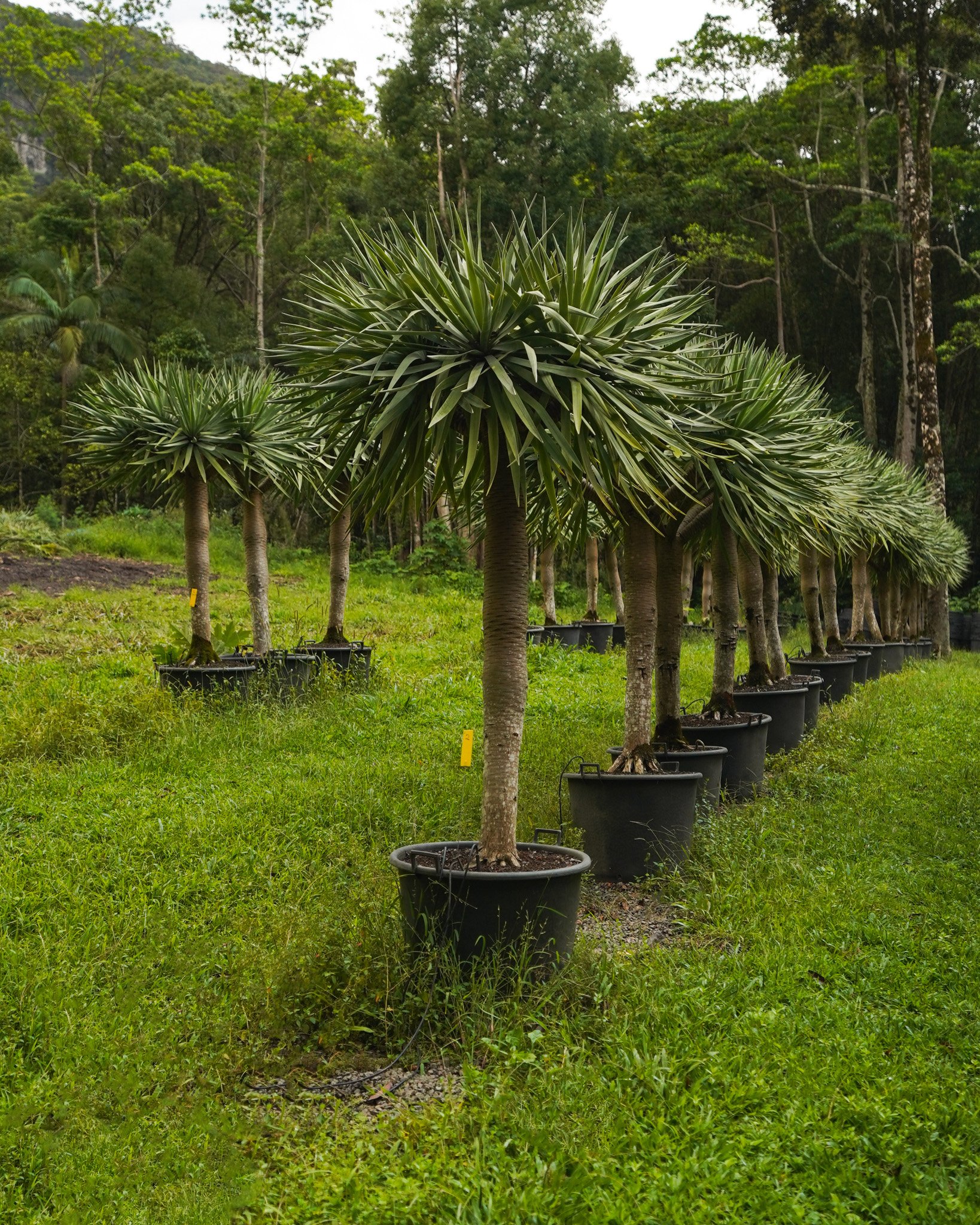 Explore our range of striking Dragon Trees and find the perfect statement piece to elevate your landscape 🌿

#heritageacres #treefarm #maturetreefarm