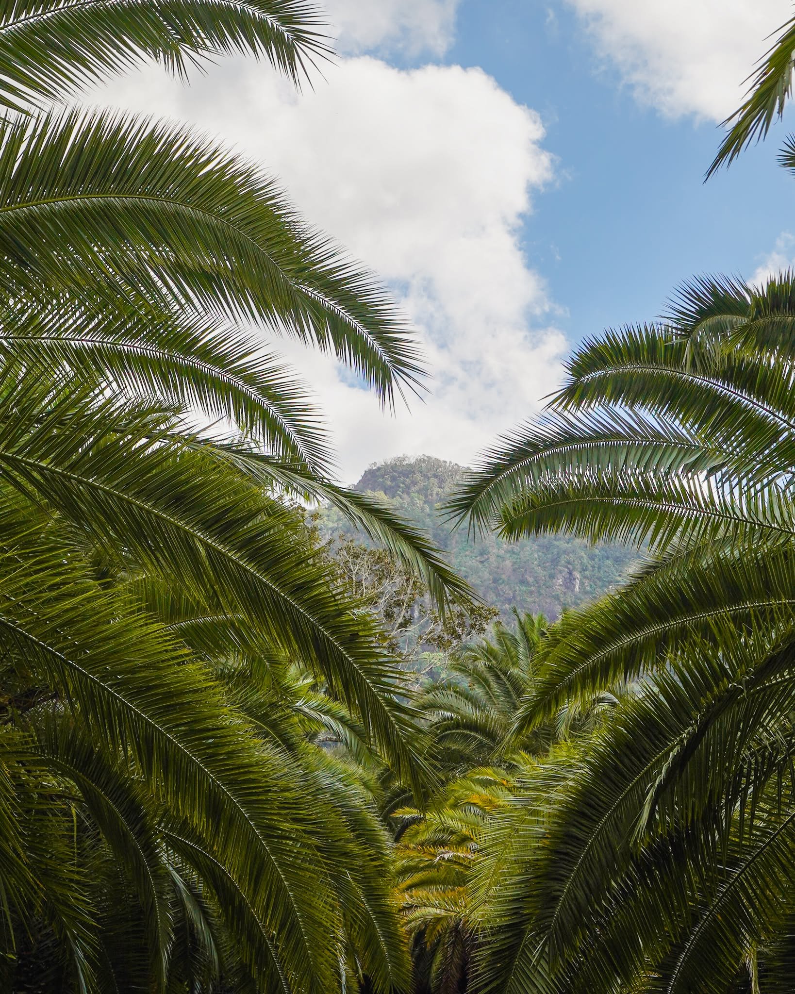 The beauty of Currumbin Valley, framed by the soft arching fronds of the Phoenix Rupicola Palm at Heritage Acres 🌴

#heritageacres #treefarm #maturetreefarm