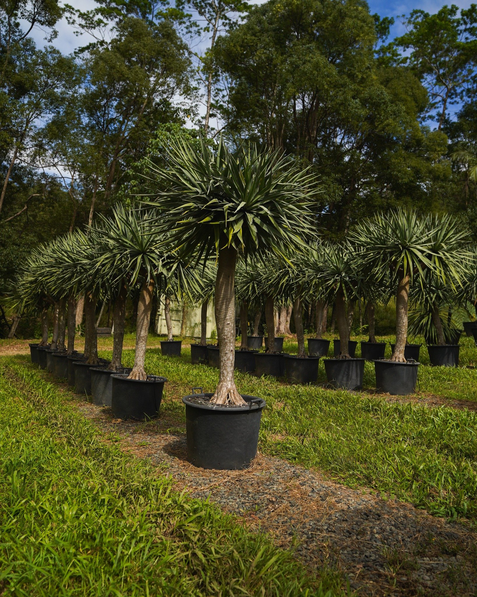 Sculptural, striking, and made to stand out &mdash; our Dragon Trees bring bold character to any landscape. 🌿 

Get in touch to learn more! 📞

#martinbrothers #landscaping #landscapers #landscapedesign #brisbanelandscape #brisbanelandscapers #brisb