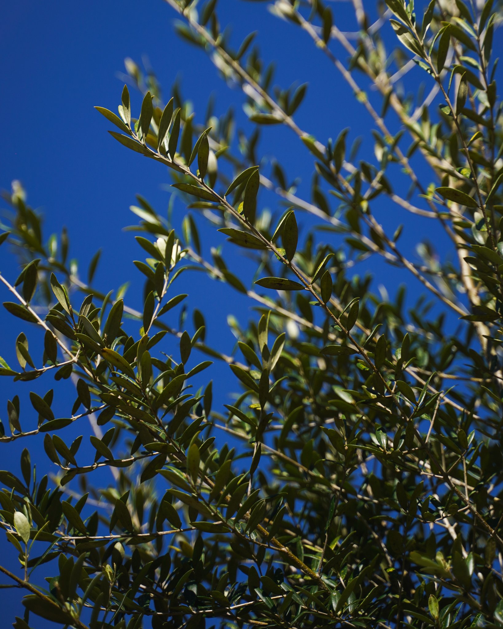 There&rsquo;s no doubt the Olive Tree stands out with its lush, silvery-green foliage &mdash; get in touch to bring a touch of Mediterranean charm to your next project 🌿🫒

#heritageacres #treefarm #maturetreefarm