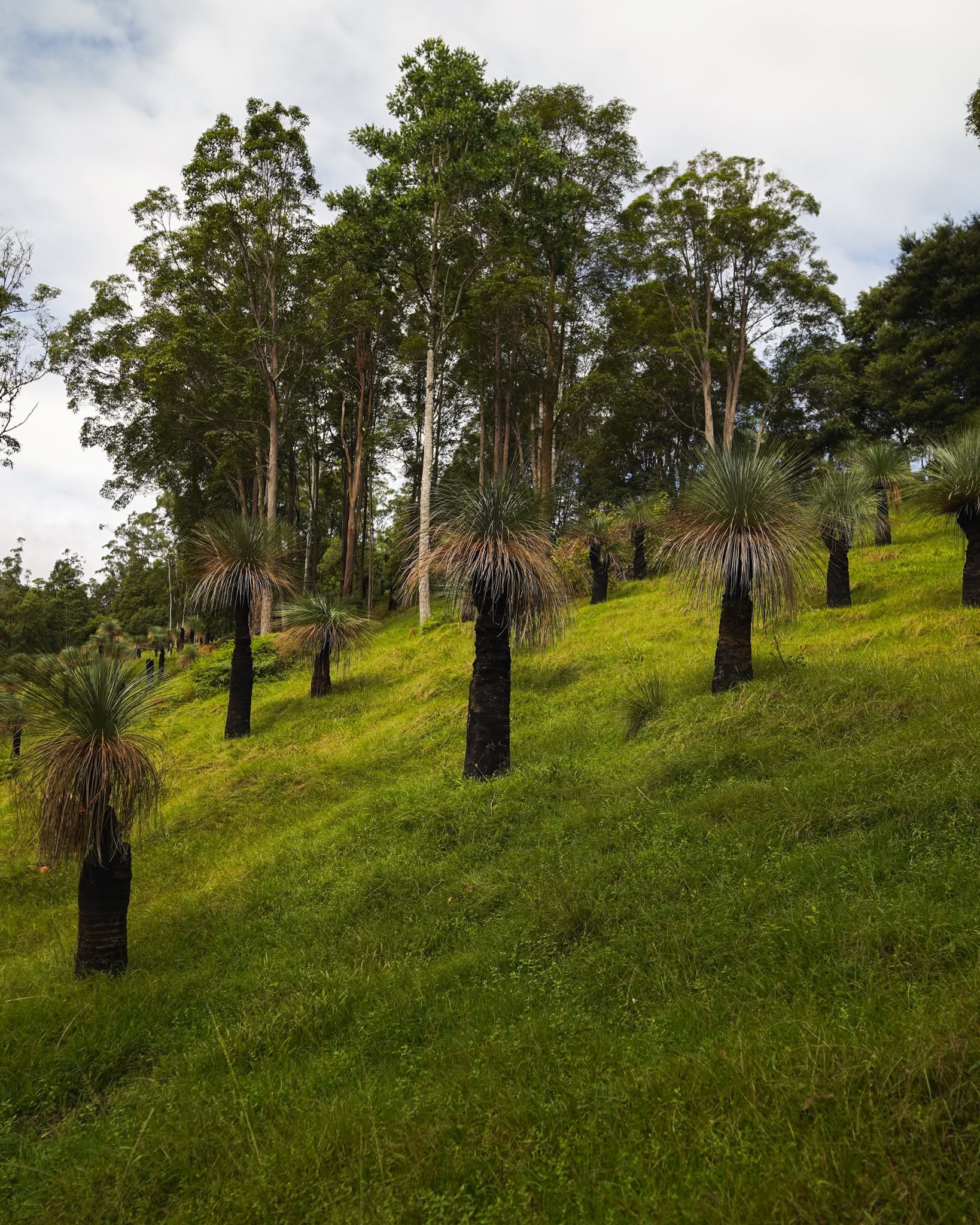 We have a wide variety of Grass Trees in all shapes and sizes, so you're sure to find the perfect fit for your space. Get in touch to start your search for the ideal feature tree 🌿

#heritageacres #treefarm #maturetreefarm