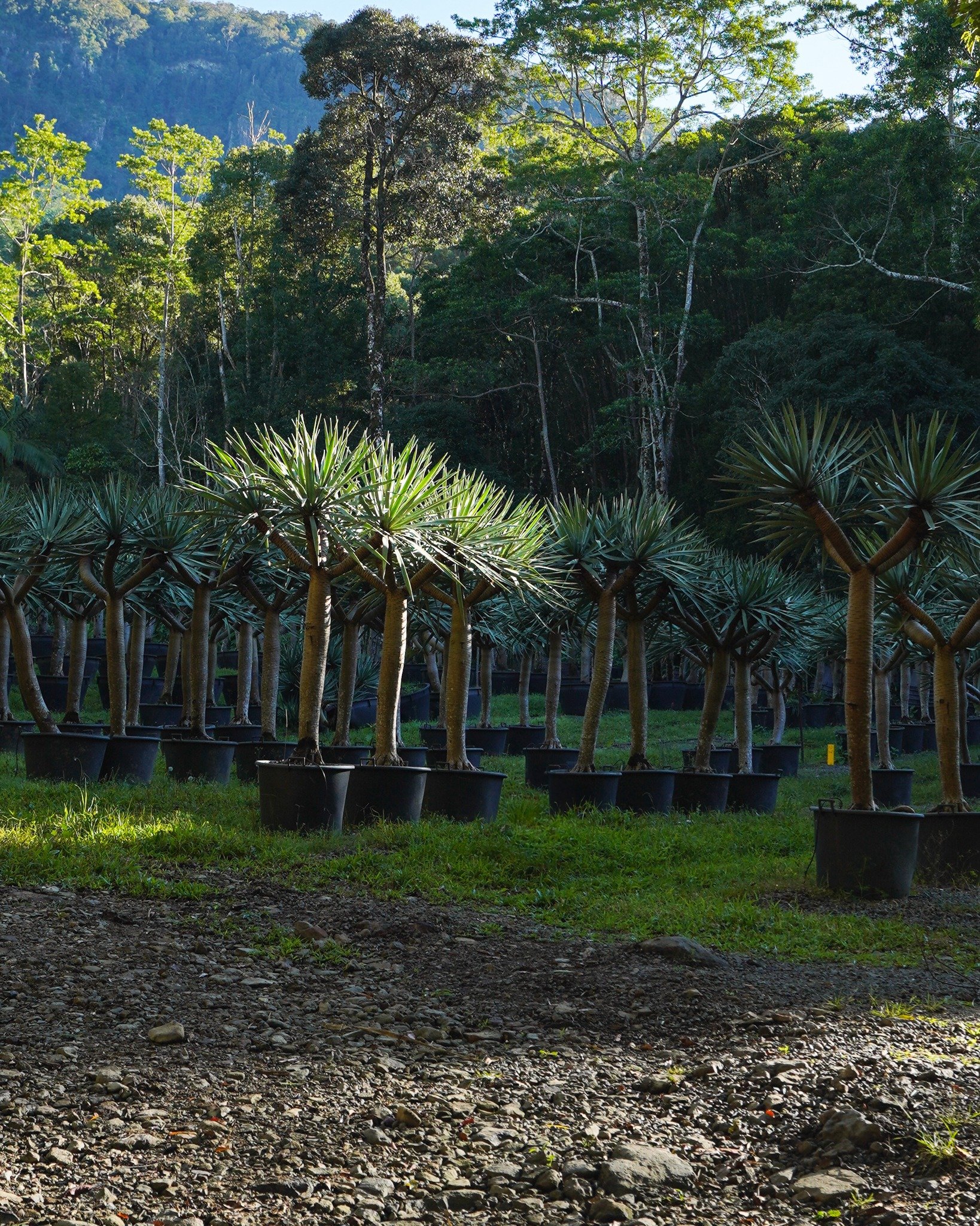 Our Dragon Trees (Dracaena Draco) are perfect for creating bold, architectural impact &mdash; with sculptural trunks and striking foliage that add instant character to any space. Get in touch to learn more 🌿

#heritageacres #treefarm #maturetreefarm
