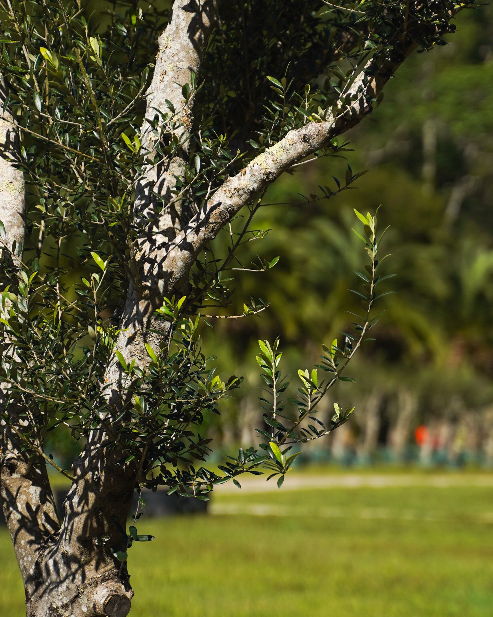 The lush, silvery-green foliage of our Olive Trees brings a soft Mediterranean elegance to any landscape &mdash; timeless, textured, and full of character 🌿

#heritageacres #treefarm #maturetreefarm