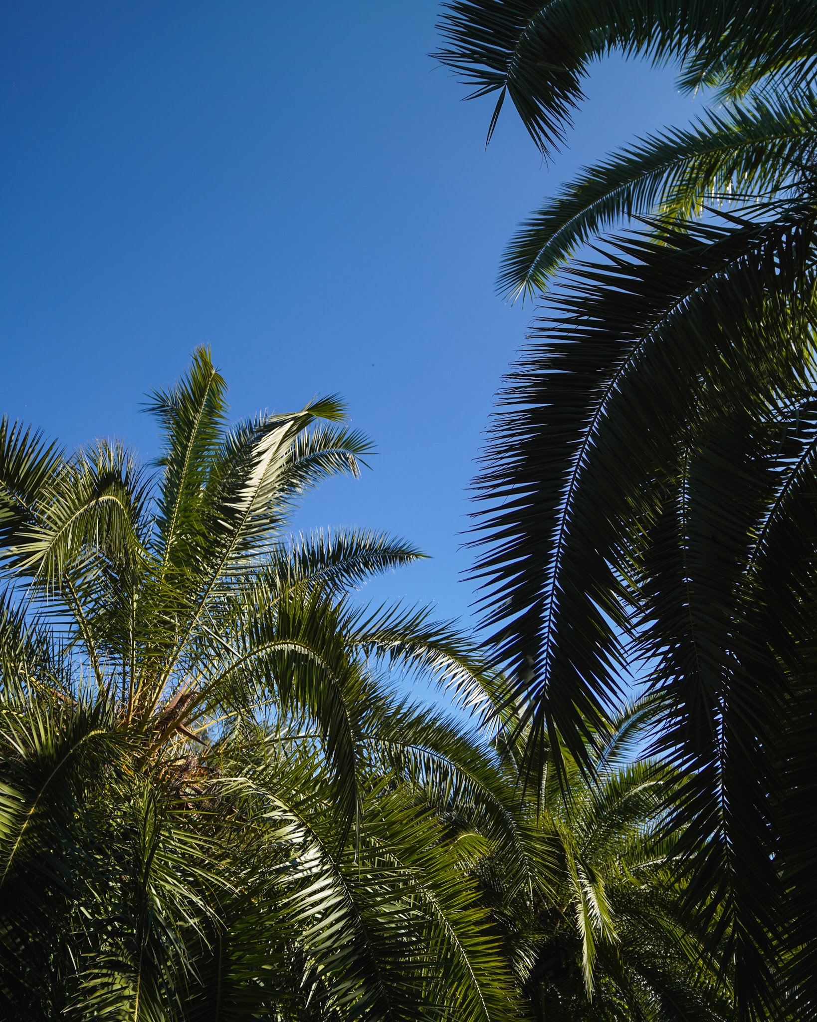 The lush, arching fronds of the Phoenix Rupicola Palm bring effortless tropical elegance to any space &mdash; bold, sculptural, and full of character 🌴

#heritageacres #treefarm #maturetreefarm