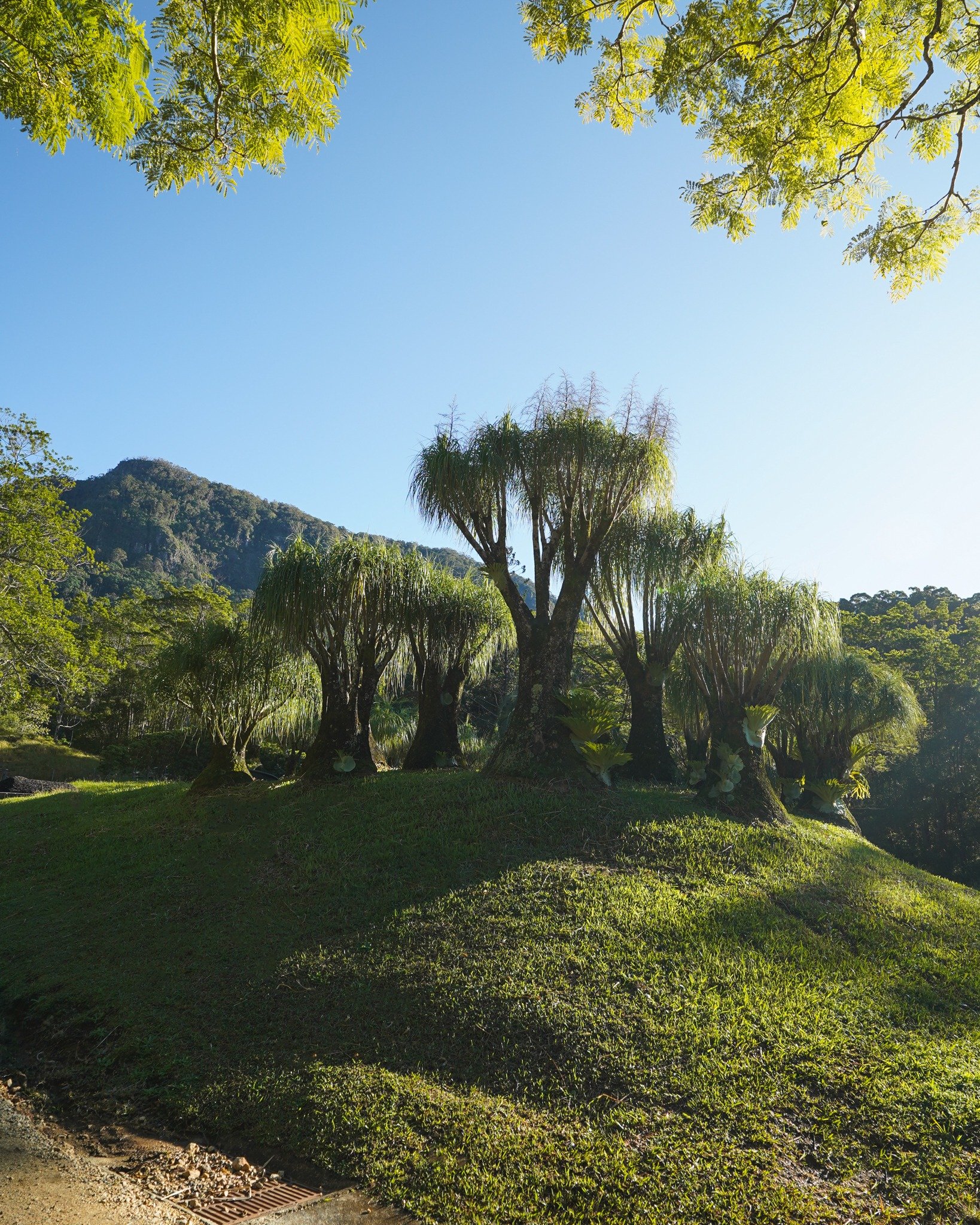 Looking for a unique feature tree? The Ponytail Palm adds sculptural charm and character with its bulbous trunk and flowing, fountain-like foliage. A true statement piece for any landscape 🌴

#heritageacres #treefarm #maturetreefarm