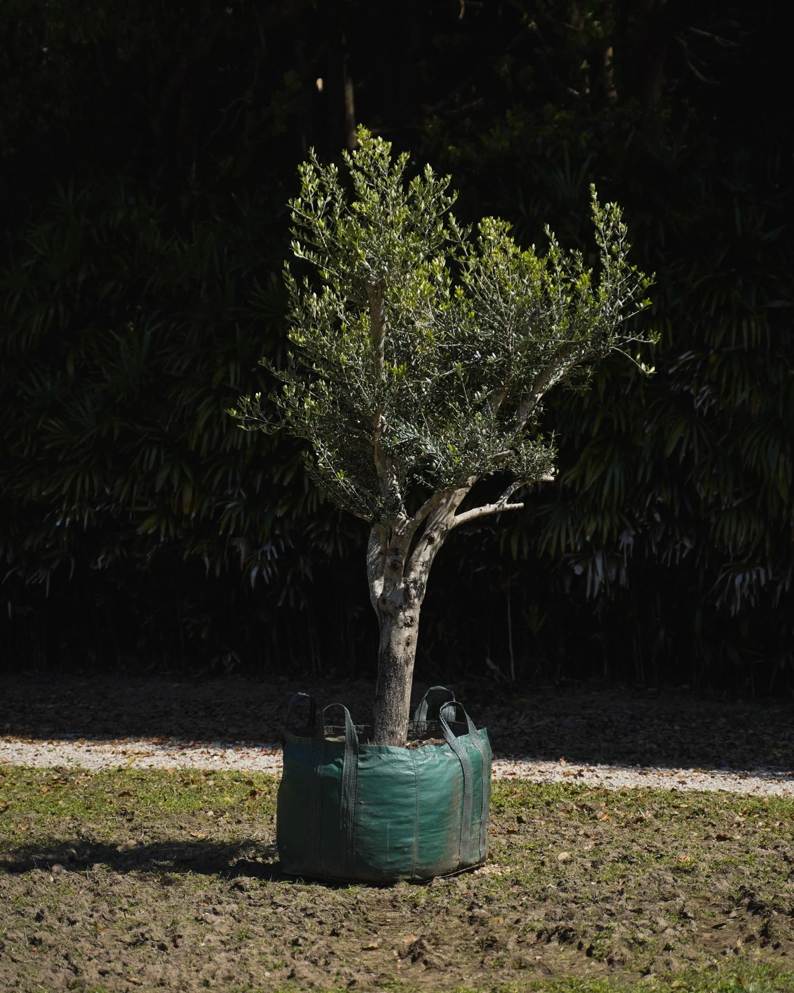 Get in touch with us to bring one of our 35 year old Olive Trees to your space 🌳

#heritageacres #treefarm #maturetreefarm