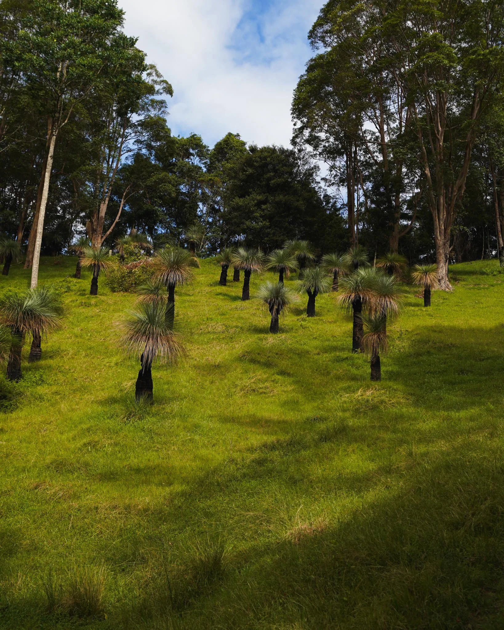 Find the perfect Grass Tree for your project at Heritage Acres, get in touch with our team today! 🌳

#heritageacres #treefarm #maturetreefarm