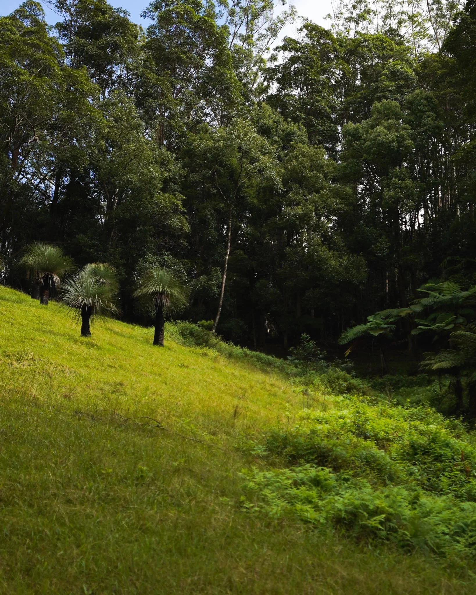 Xanthorrhoea 🌳

#heritageacres #treefarm #maturetreefarm