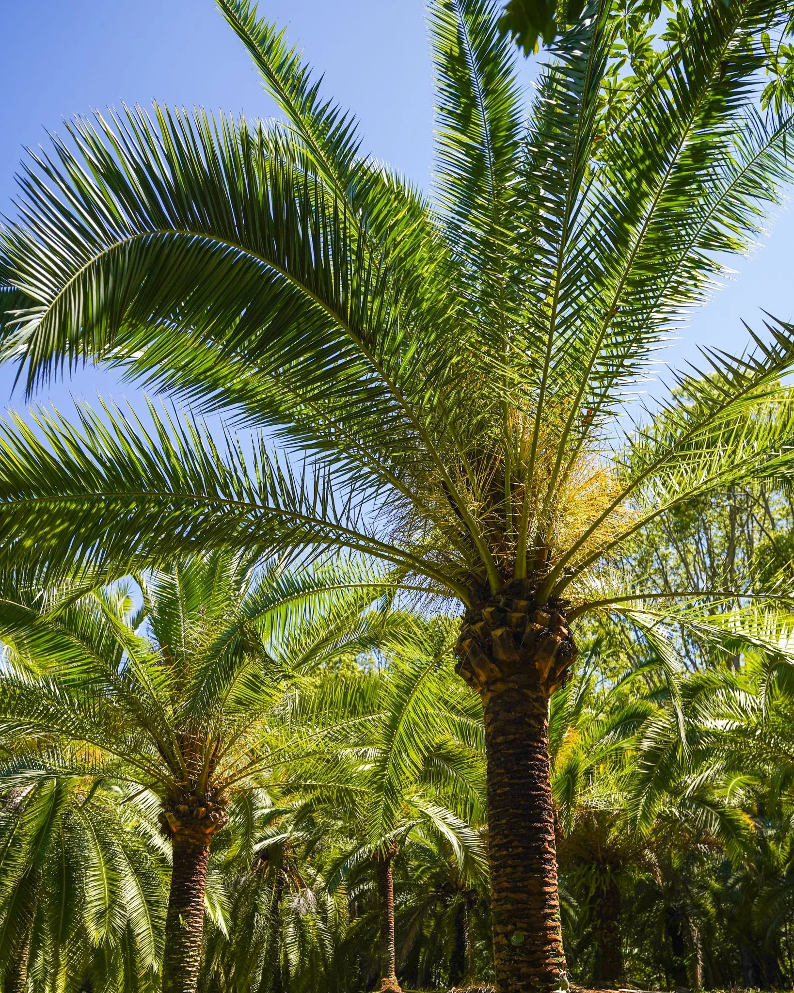 Looking for the perfect palm for your space? Get in touch with us to learn more about our Phoenix Rupicola 🌴

#heritageacres #treefarm #maturetreefarm