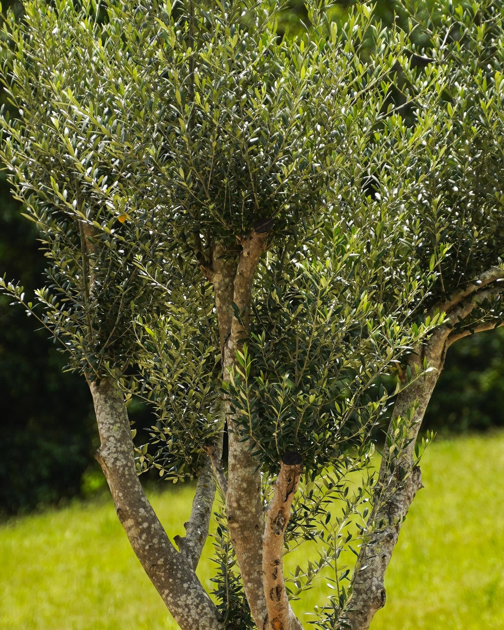 Bring the lush foliage of the Olive Tree home today! 🌳

#heritageacres #treefarm #maturetreefarm