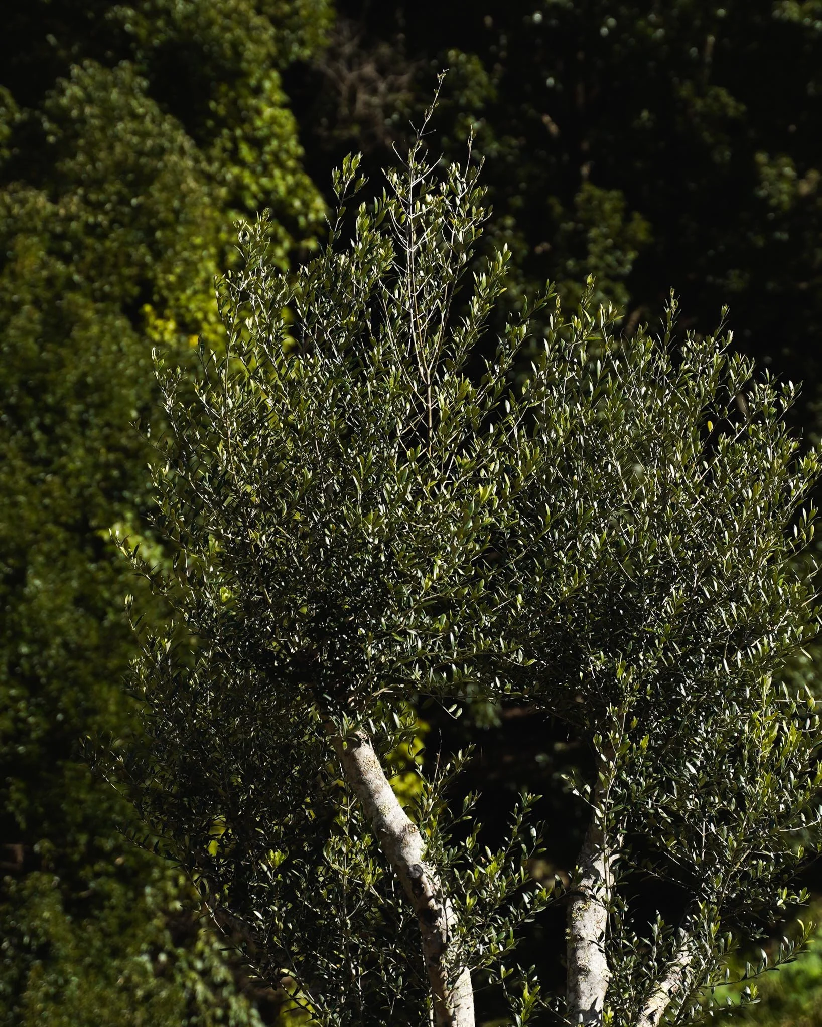 35 Year old Olea Europaea - get in touch to learn about our mature Olive Trees 🌳

#heritageacres #treefarm #maturetreefarm