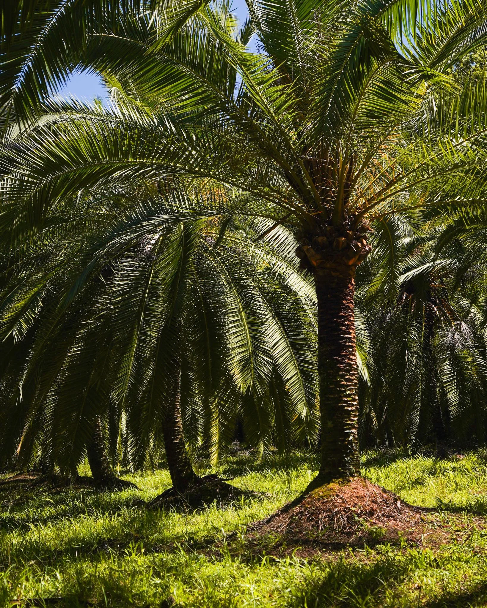 Bring a touch of tropical to your space with a feature Phoenix Rupicola 🌴

#heritageacres #treefarm #maturetreefarm