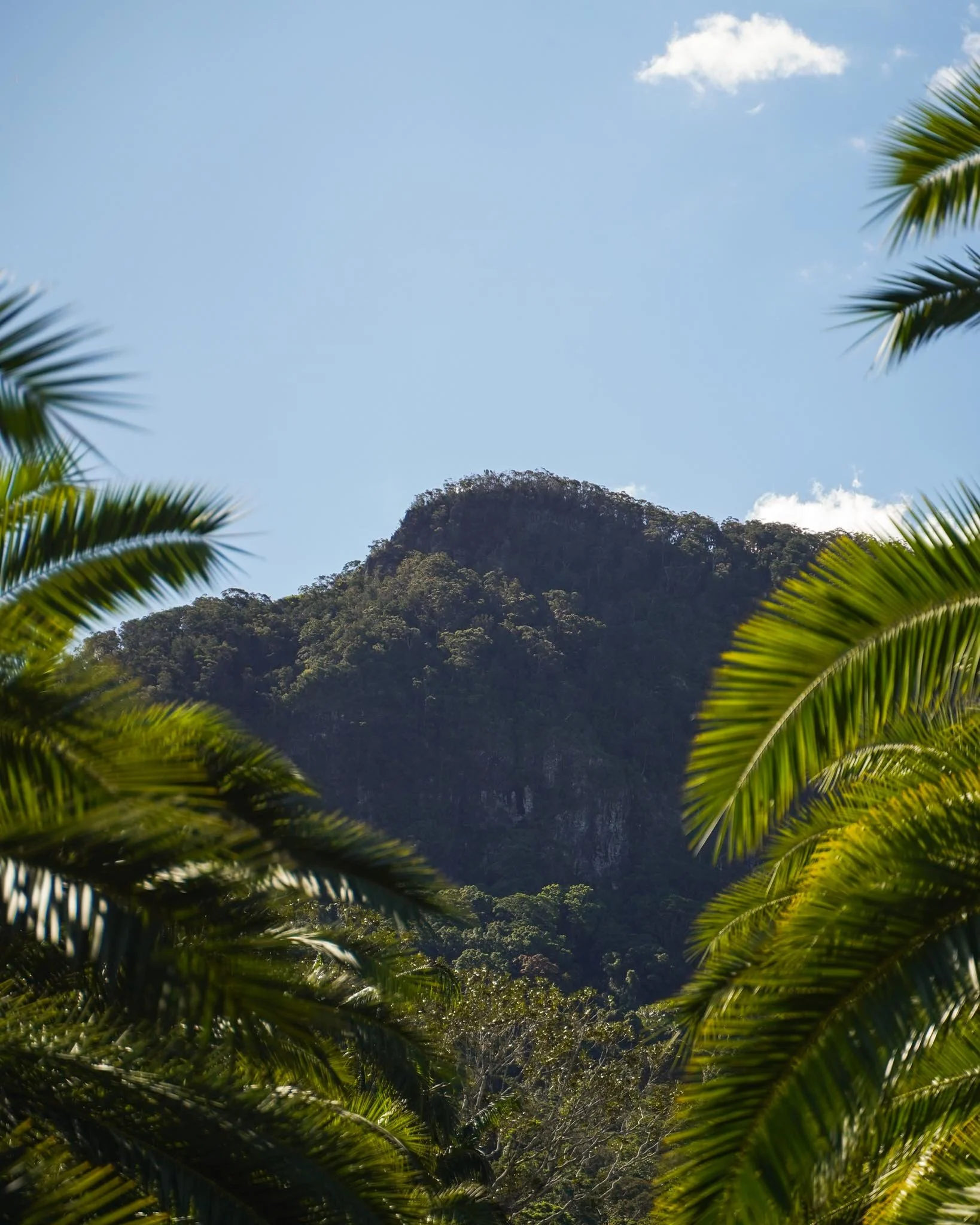 Heritage Acres is located in Currumbin Valley ⛰️

Get in touch to schedule your farm tour to hand pick your tree and take in the stunning views the Currumbin Valley has to offer 😍

#heritageacres #treefarm #maturetreefarm